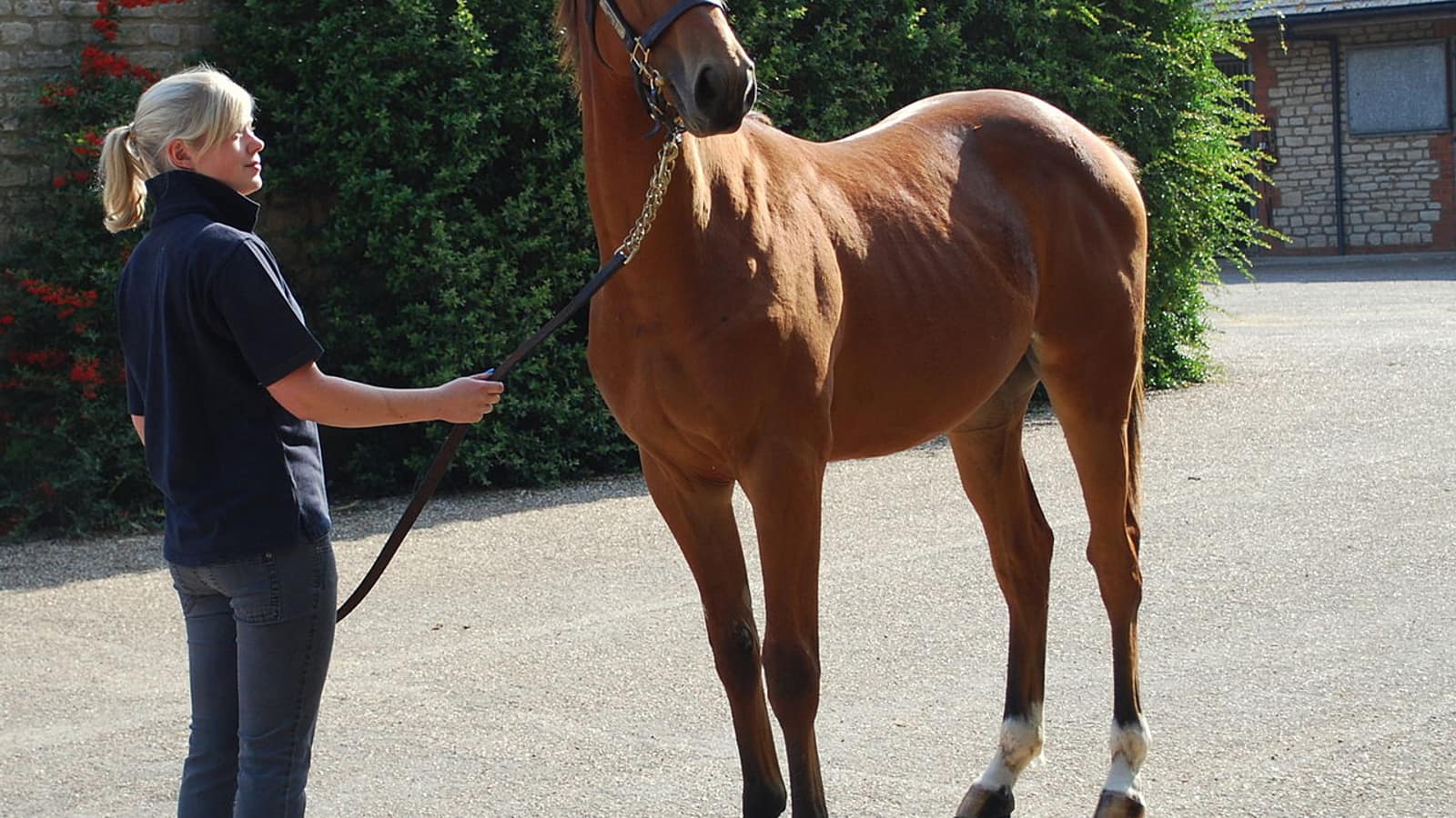 Yearling pur-sang présenté à la main avant une vente aux enchères publiques, pour acheter un cheval de course.