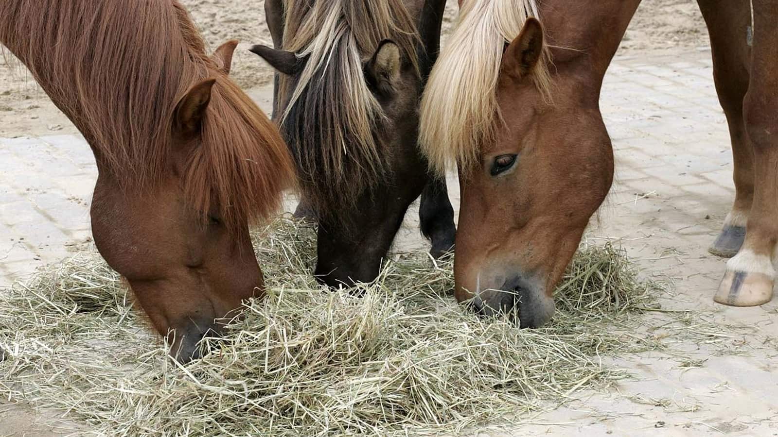 Cheval de course mangeant du foin dans son box, illustrant les fondamentaux de l'alimentation d'un cheval de course.