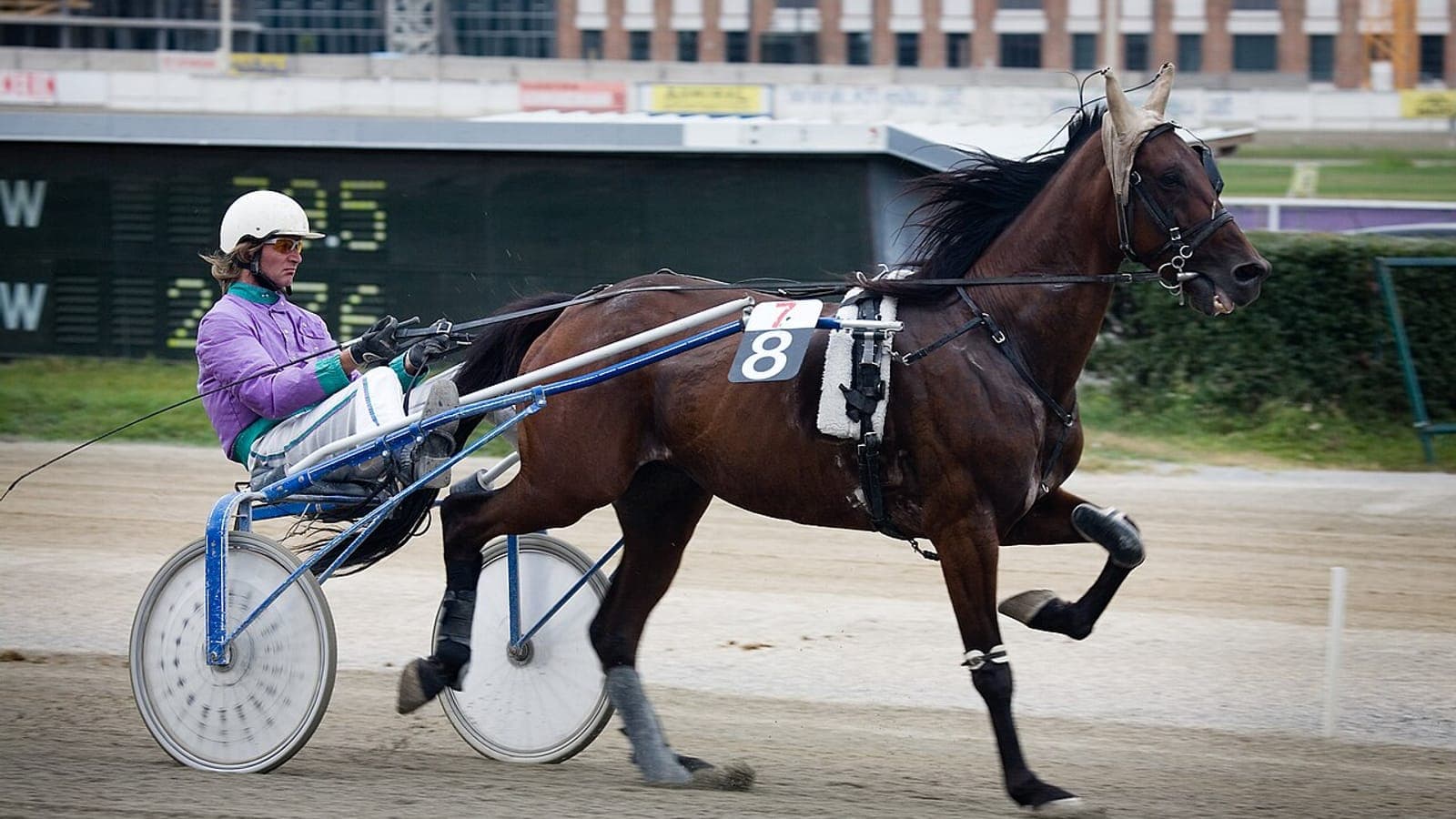 Cheval trotteur attelé ramené après l'arrivée pour un contrôle anti-dopage trot encadré par Le Trot sur un hippodrome français.