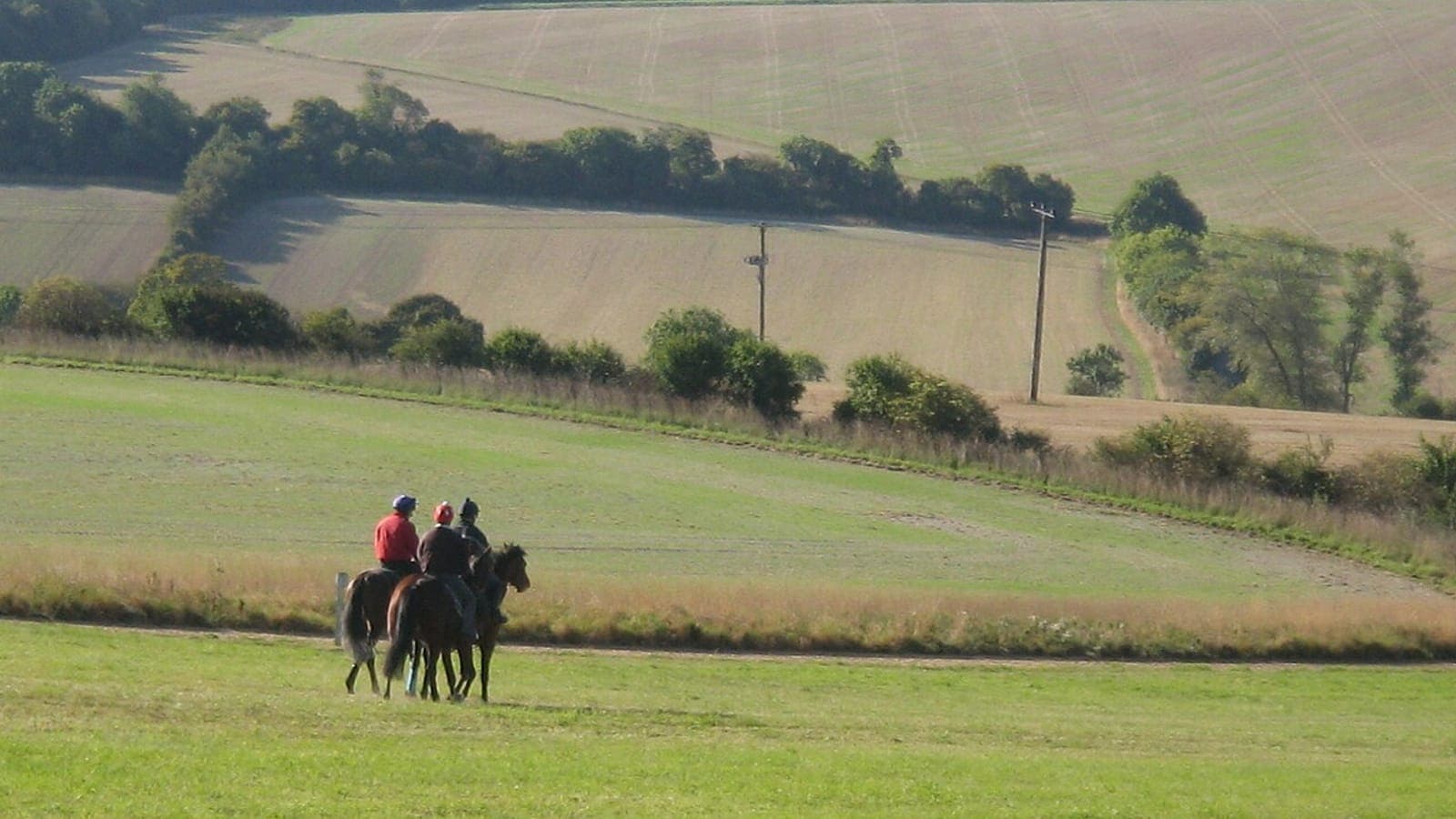 Chevaux de course à l'entraînement sur la piste, illustrant l'usage d'une application pour entraîneur sur le terrain.