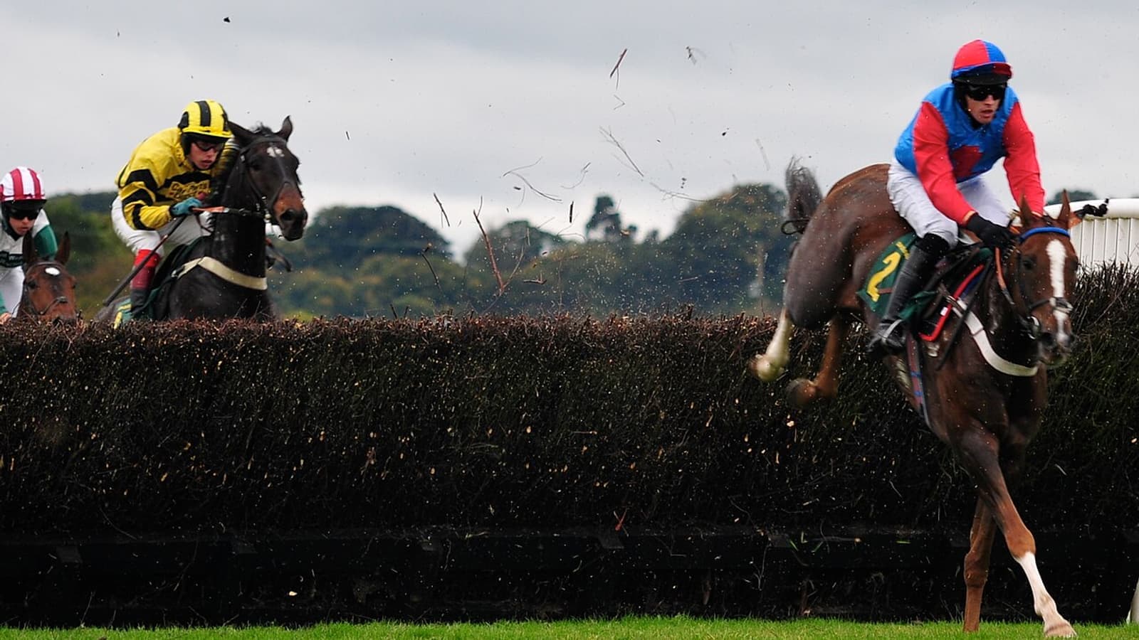 Cheval AQPS franchissant un obstacle en steeple-chase, illustrant la race française de l'obstacle.