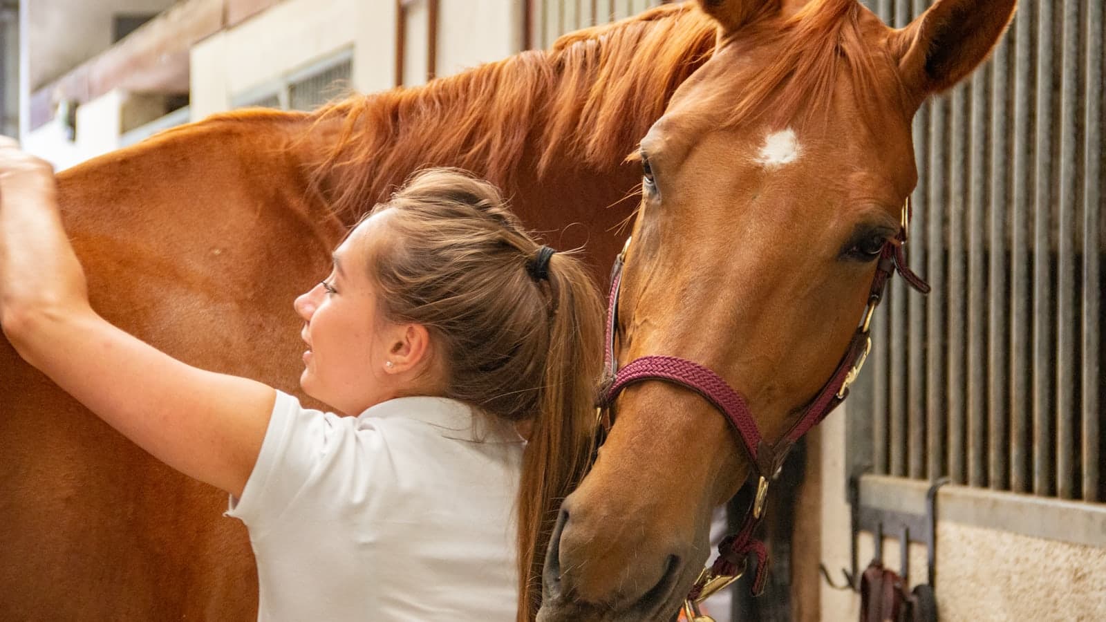 Vétérinaire équin notant un traitement et son délai d'attente avant une course dans le carnet de soin d'un cheval de course.