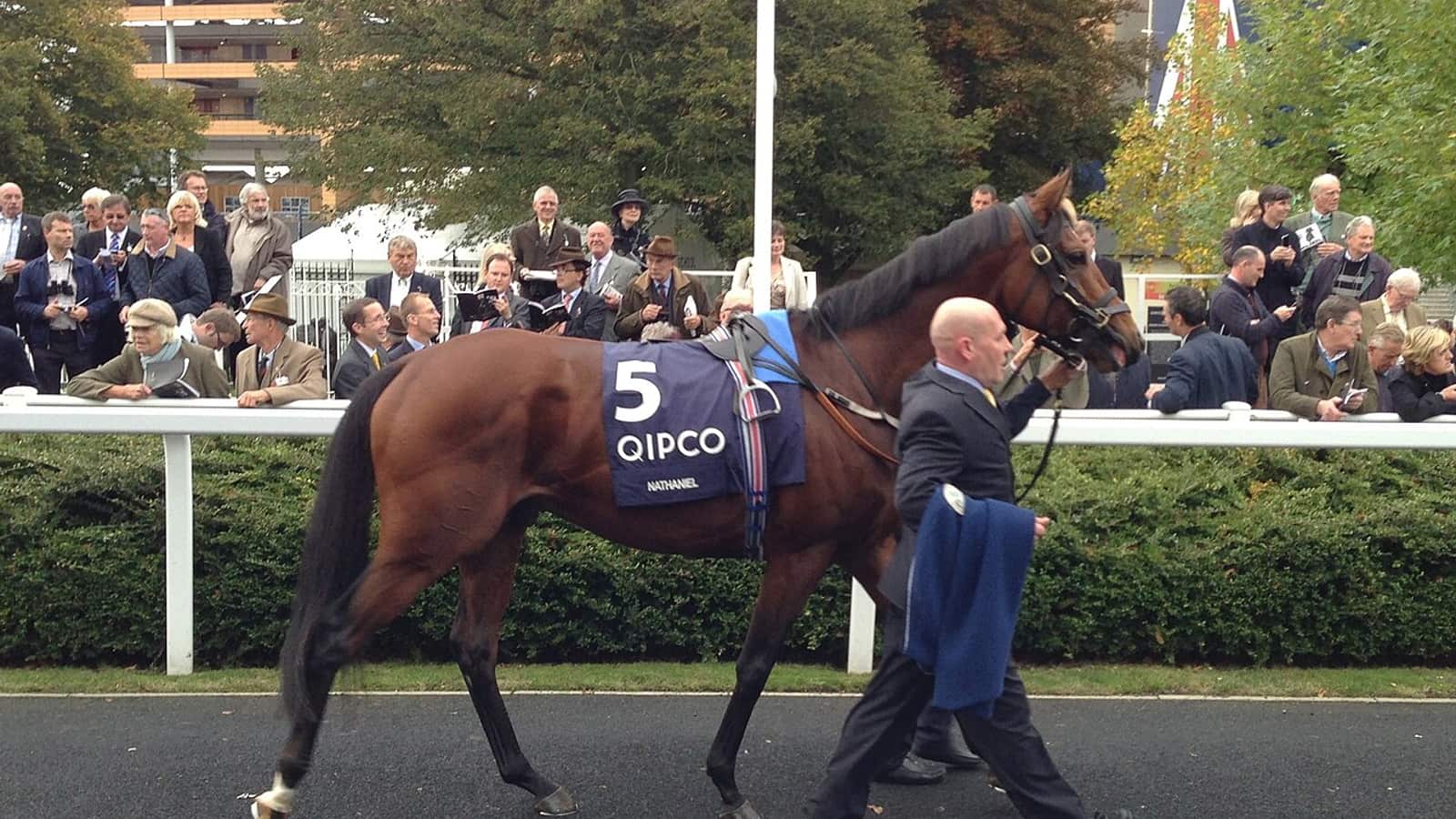 Nouveau propriétaire de cheval de course rencontrant son cheval pour la première fois dans une écurie d'entraînement.