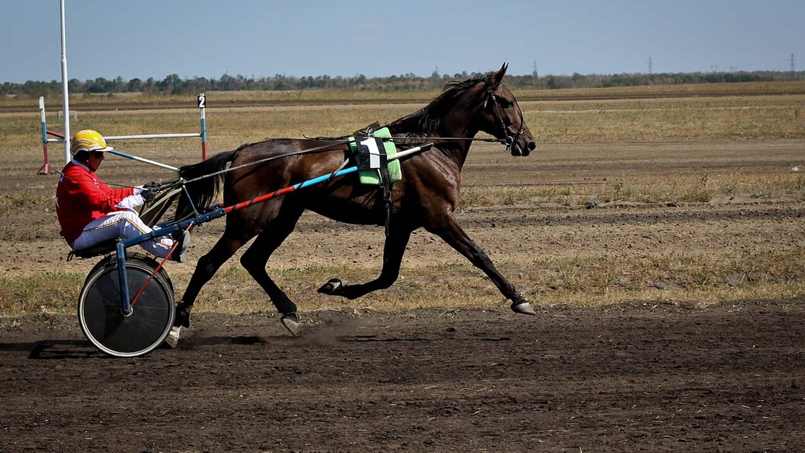 Trotteurs attelés en course nocturne sur la piste de l'hippodrome de Cabourg lors du meeting d'été en Normandie.