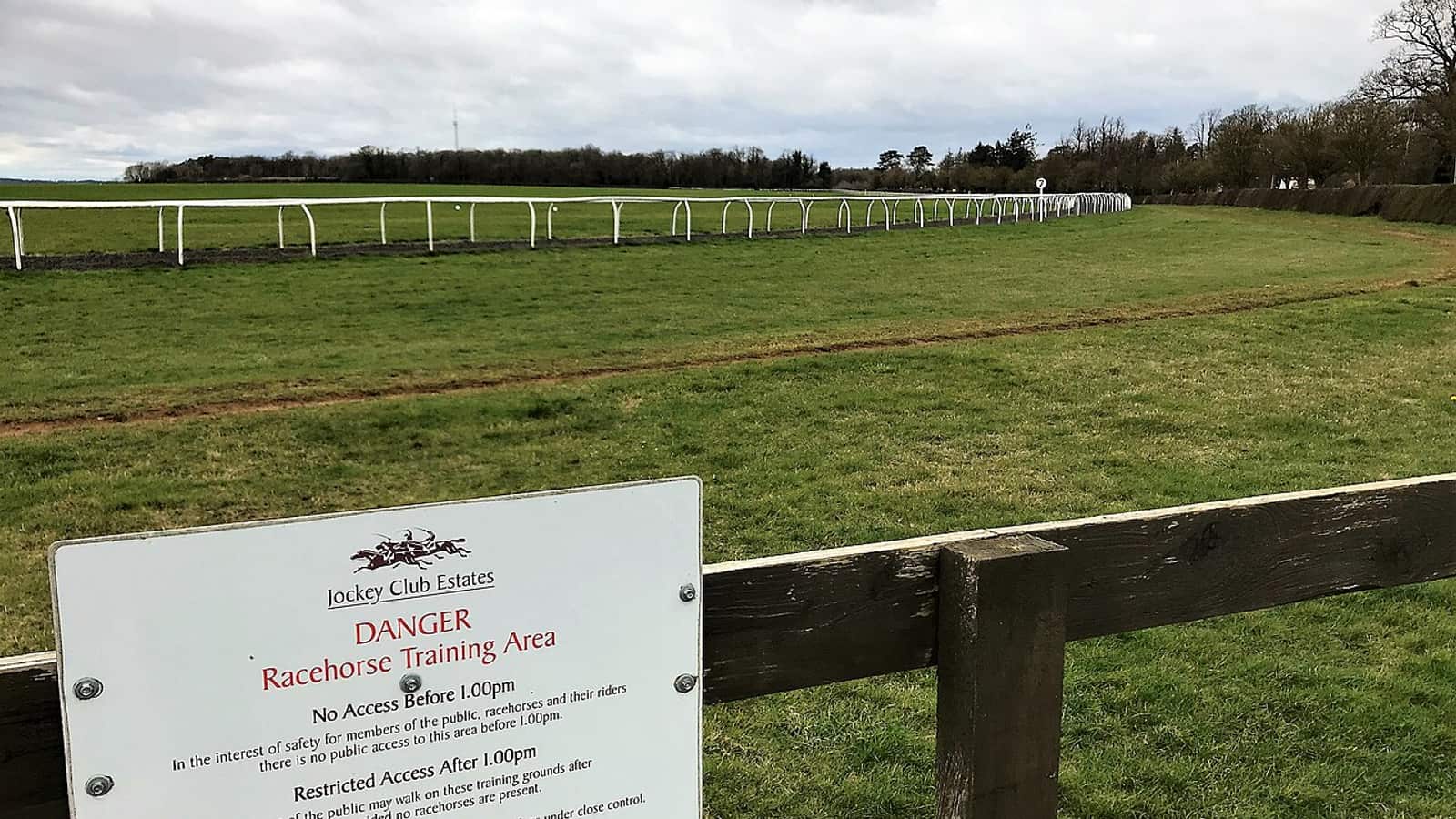 Cheval de course pur-sang au box d'un centre d'entraînement, illustrant le prix d'une pension de cheval de course par mois.