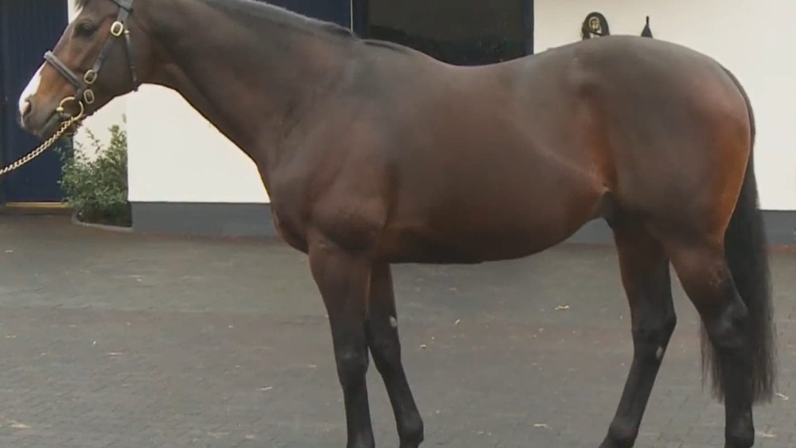 Étalon cheval de course pur-sang au haras, illustrant la saillie et la sélection de l'étalon en élevage.