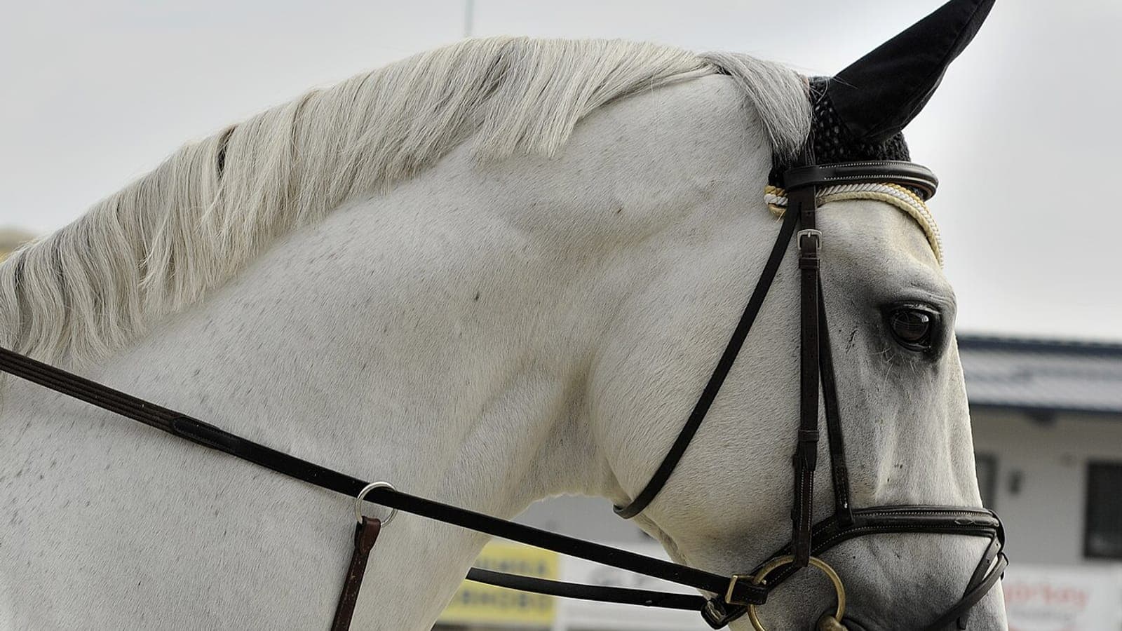 Cavalier d'entraînement casqué soignant un cheval de course en box, illustrant la sécurité au travail en écurie.