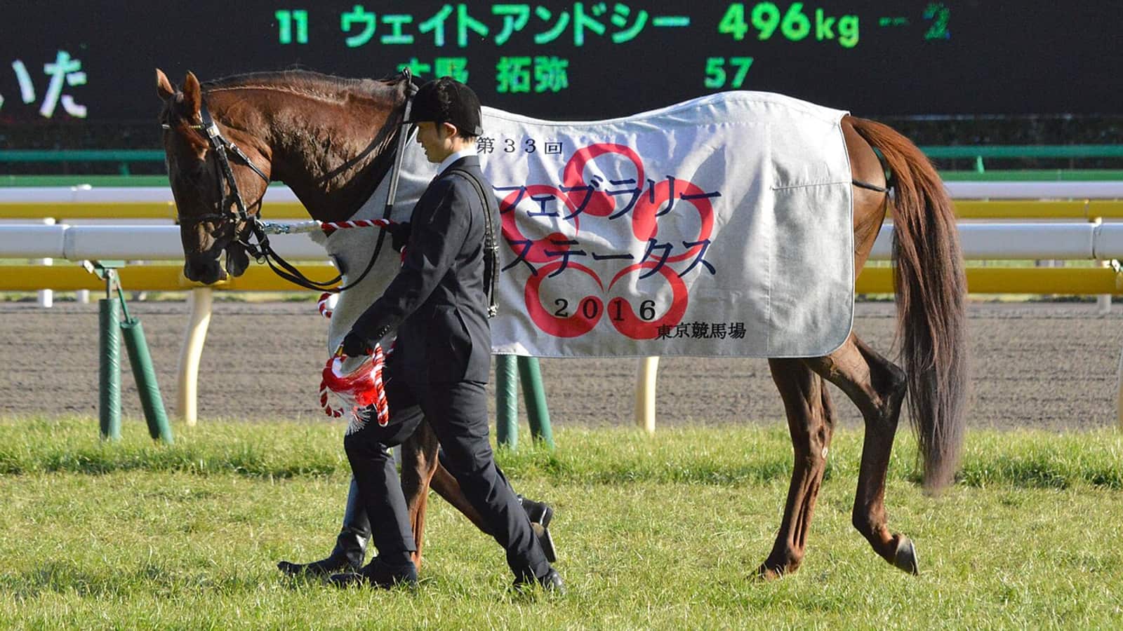 Ostéopathe équin manipulant le dos d'un cheval de course pour relâcher les tensions musculaires.
