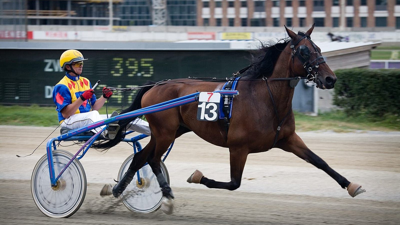 Trotteur attelé à un sulky avec son driver et trotteur monté avec jockey en selle, illustrant le trot attelé et le trot monté.