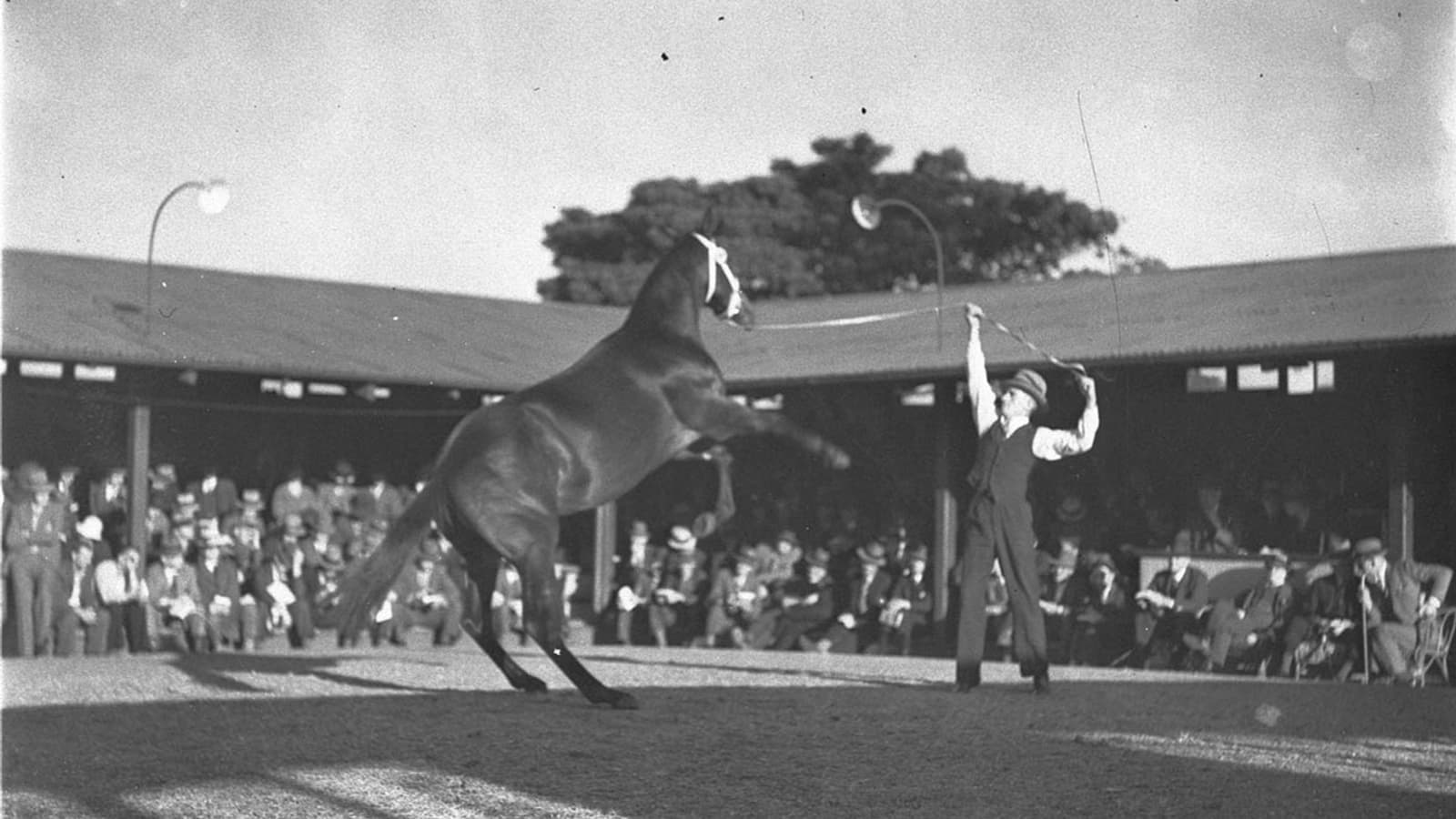 Yearlings de pur-sang présentés au paddock avant une vente aux enchères de chevaux de course, illustrant l'achat d'un cheval en vente publique.